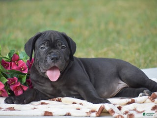 Cane Corso dogs Rebecca - Ad 23