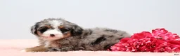 Mini Bernedoodle dogs for sale: Fern  - Ad 11