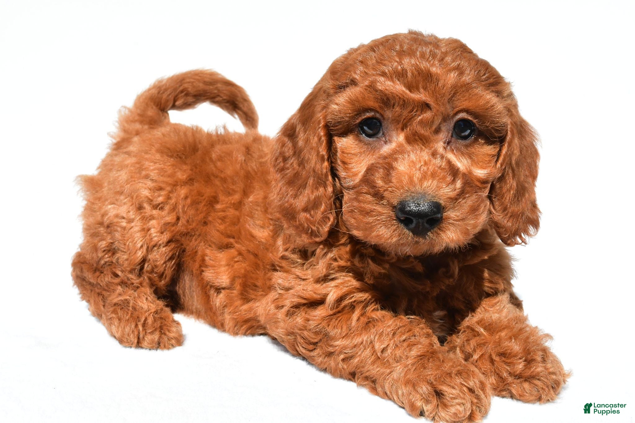 Mini Goldendoodle dogs Chloe - Ad 1