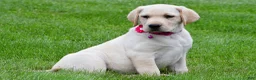Labrador Retriever dogs for sale: Willow - Ad 1