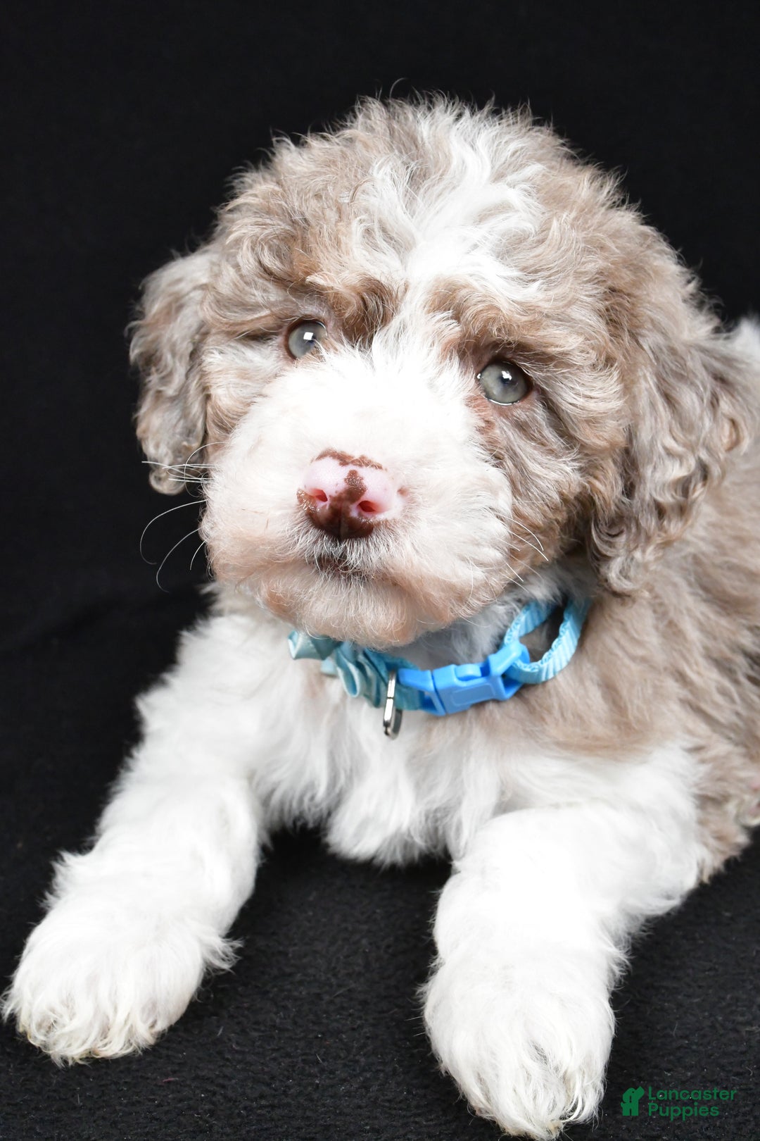 Sheepadoodle dogs for sale: Cotton - Ad 5