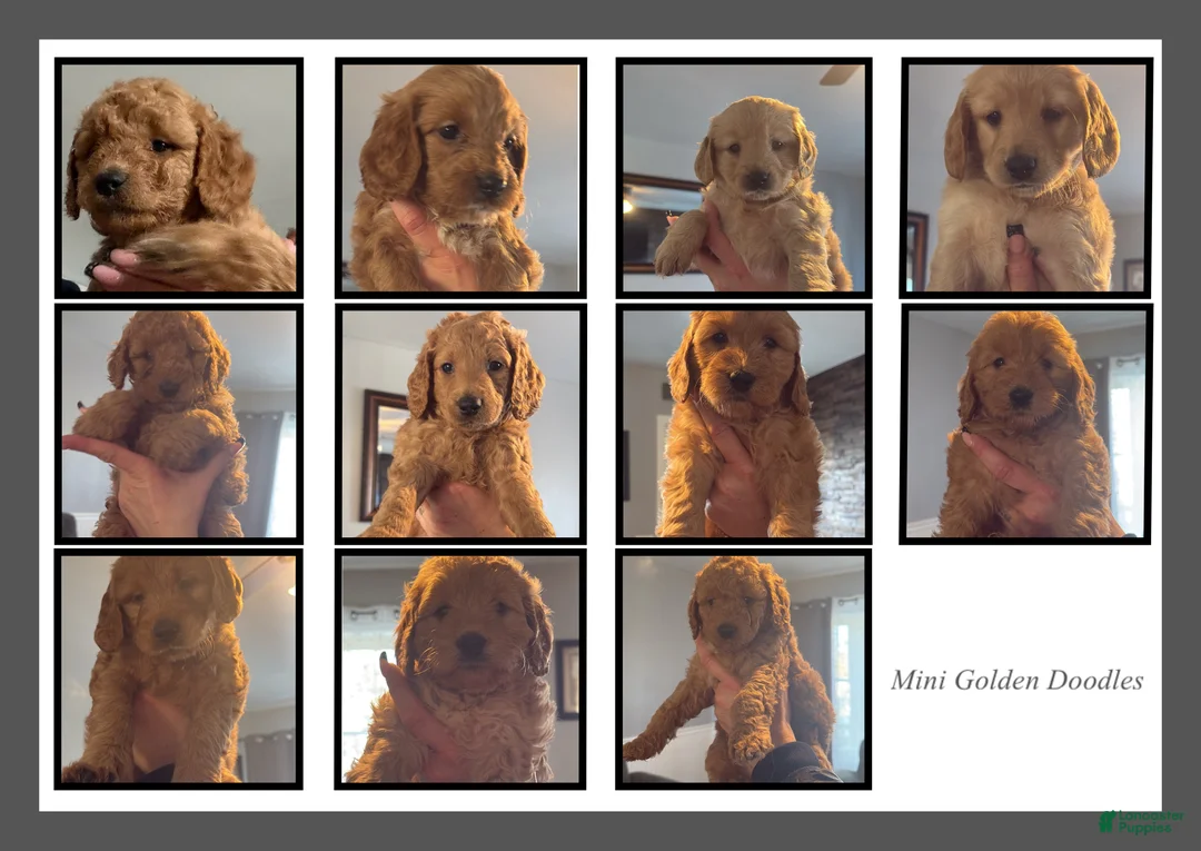 Mini Goldendoodle dogs for sale: Mini Goldendoodle Puppy 1 - Ad 4