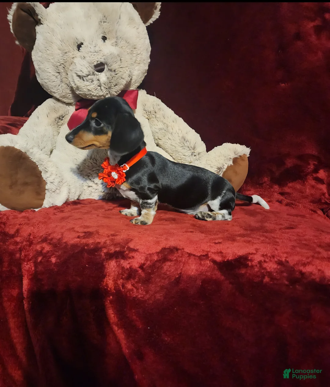 Miniature Dachshund dogs for sale: CONFETTI - Ad 10