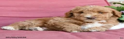 Miniature Poodle dogs for sale: Logan - Ad 4