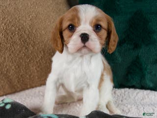 Cavalier King Charles Spaniel dogs Amelia - Ad 2