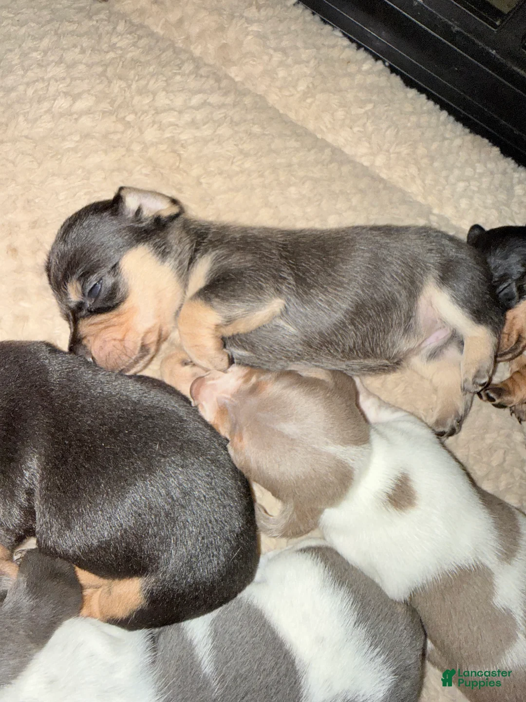 Dachshund dogs for sale: Dachshund Puppy 6 - Ad 1