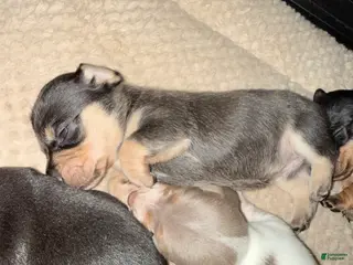 Dachshund dogs Dachshund Puppy 6 - Ad 13