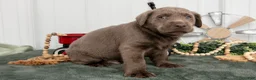 Labrador Retriever dogs for sale: Bingo - Ad 3