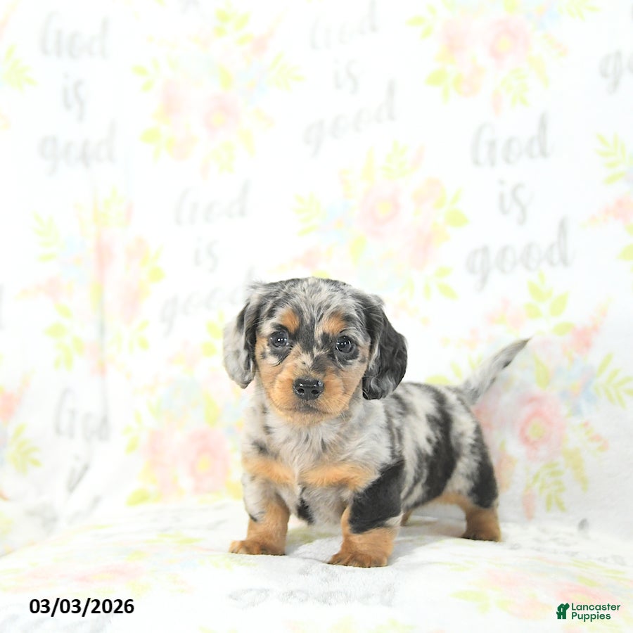 Miniature Dachshund dogs Eli  - Ad 1