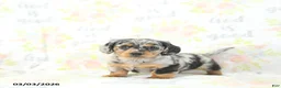 Miniature Dachshund dogs for sale: Eli  - Ad 1