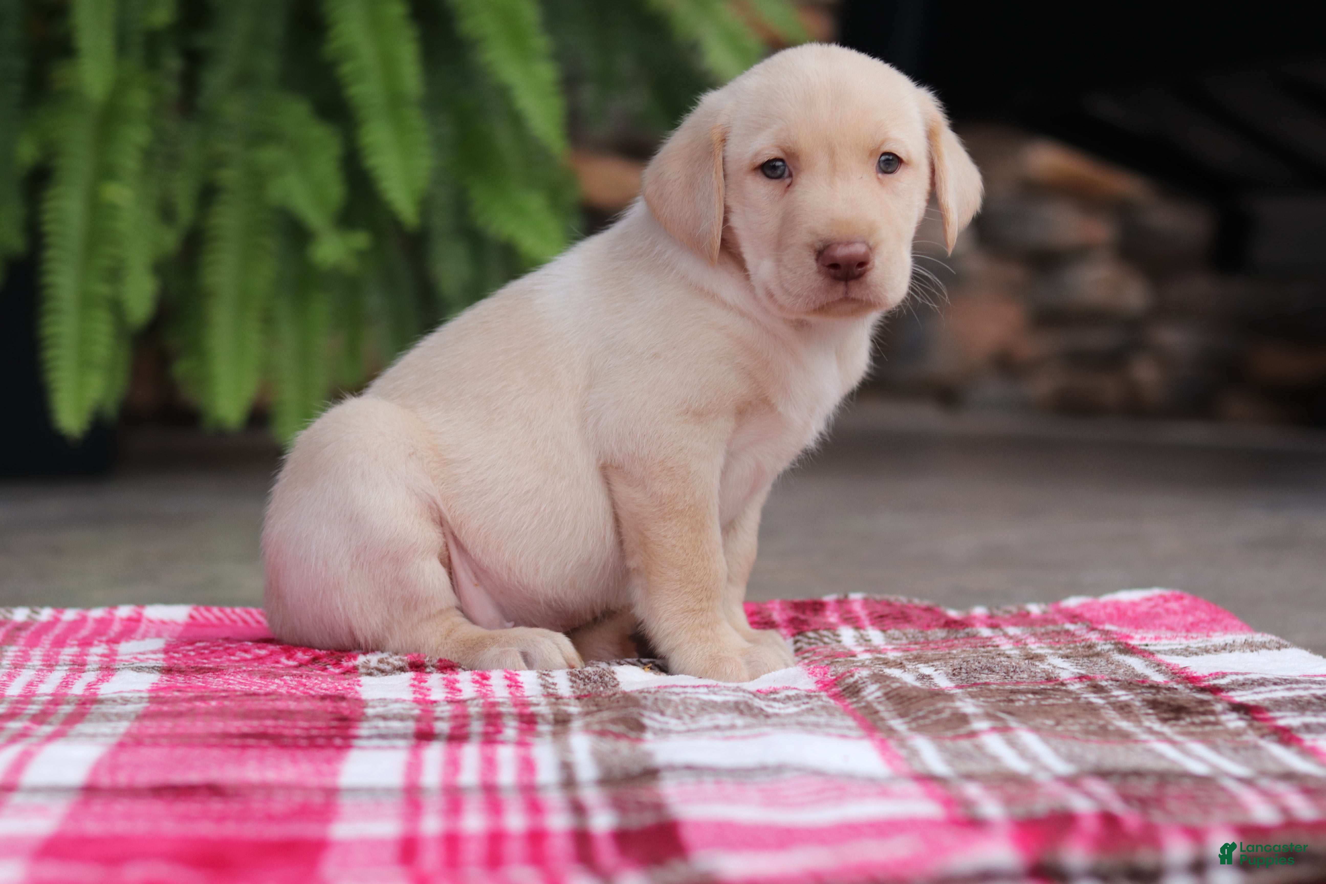 Labrador Retriever dogs Ranger - Ad 2