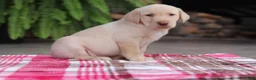 Labrador Retriever dogs for sale: Ranger - Ad 2
