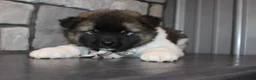 Akita dogs for sale: AKC Teddy - Ad 2
