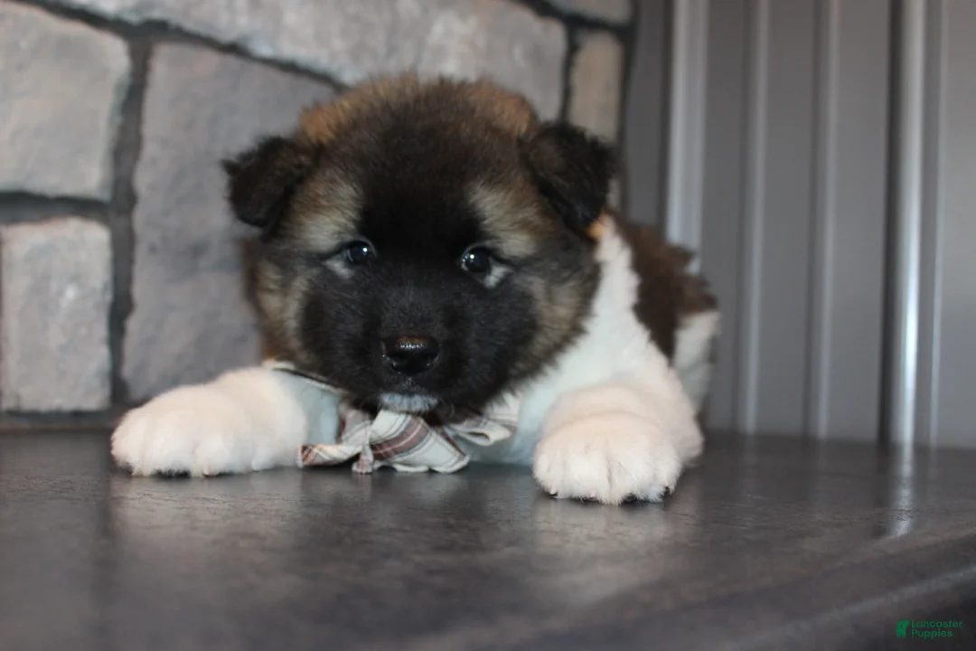 Akita dogs for sale: AKC Teddy - Ad 2