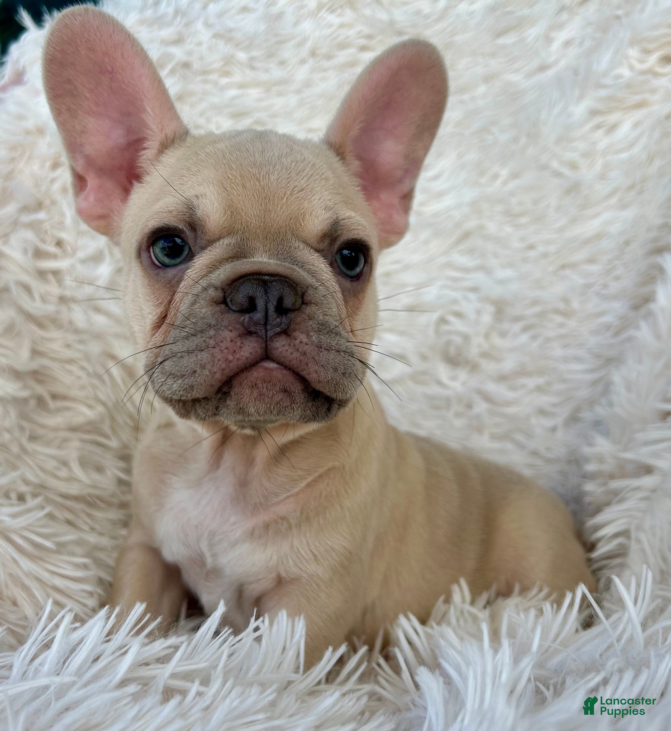 French Bulldog dogs Cookie and Princess  - Ad 22