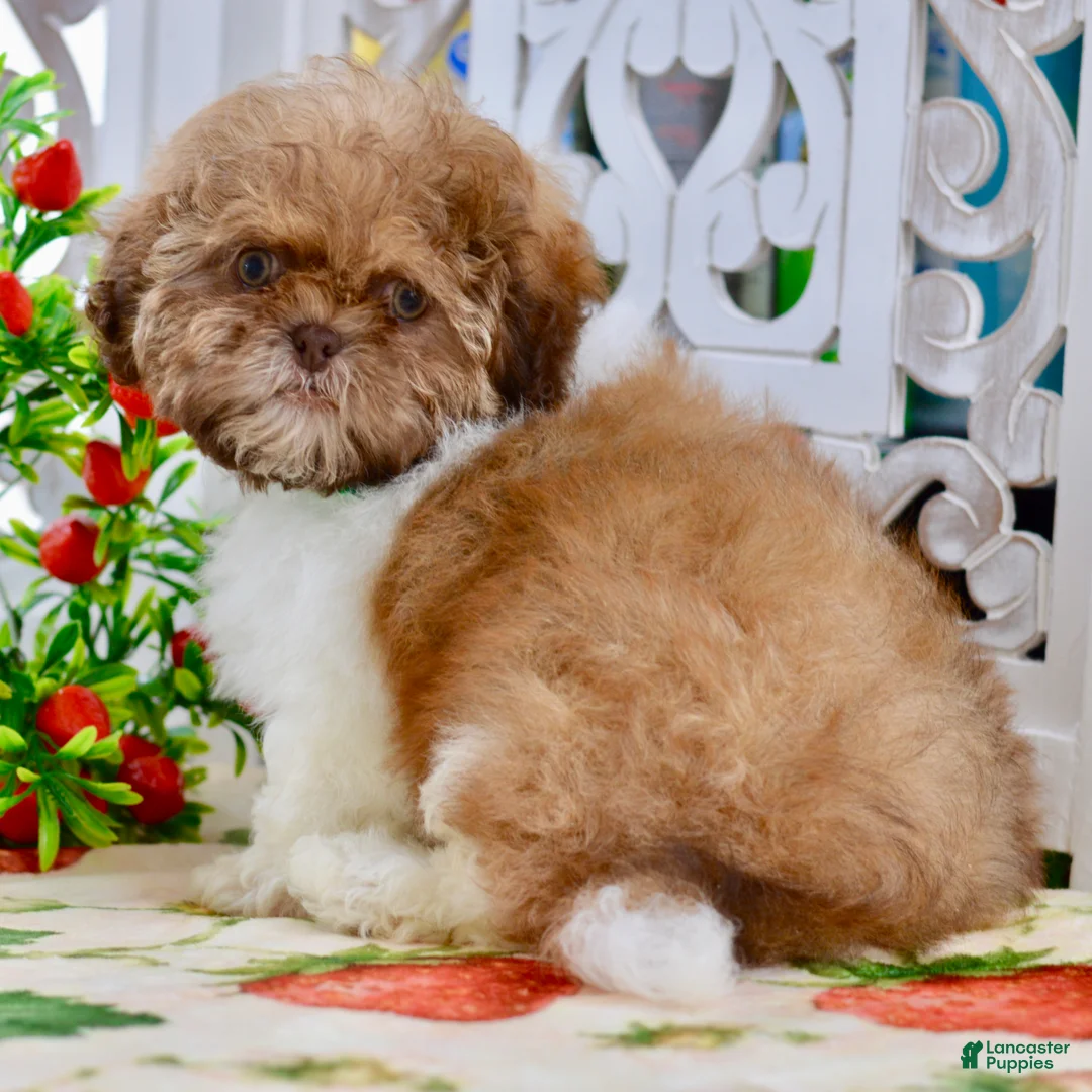 Shih Tzu dogs for sale: Brett - Ad 2