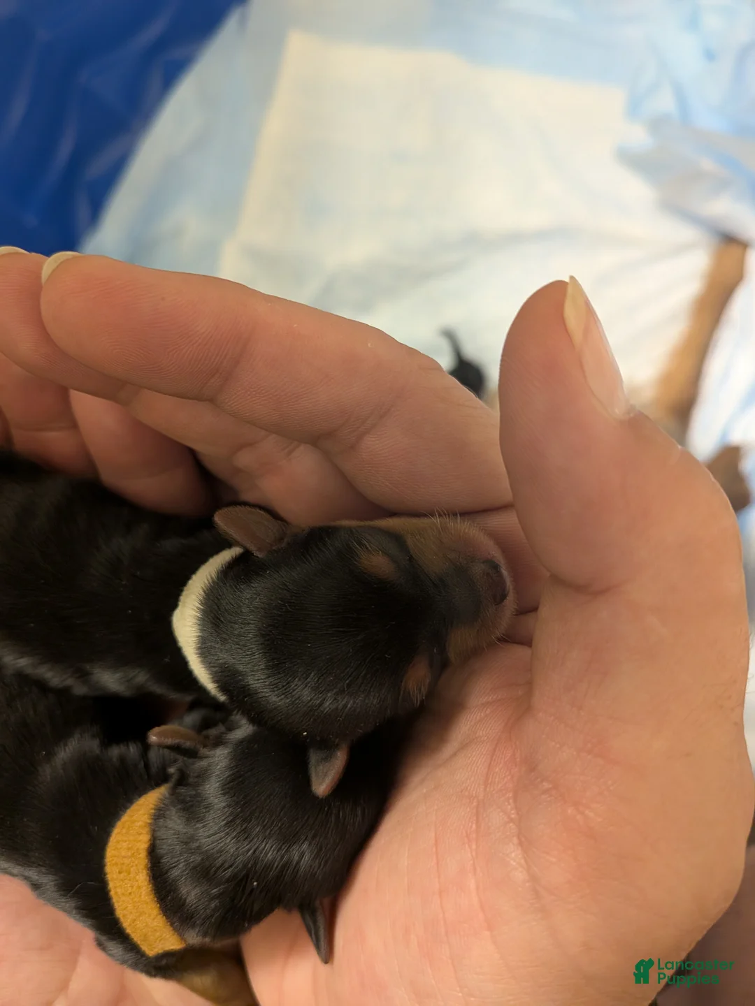 Yorkshire Terrier dogs for sale: Yorkshire Terrier Puppy 2 - Ad 2