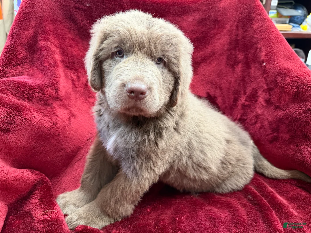 Newfoundland dogs for sale: Newfoundland 1 - Ad 6