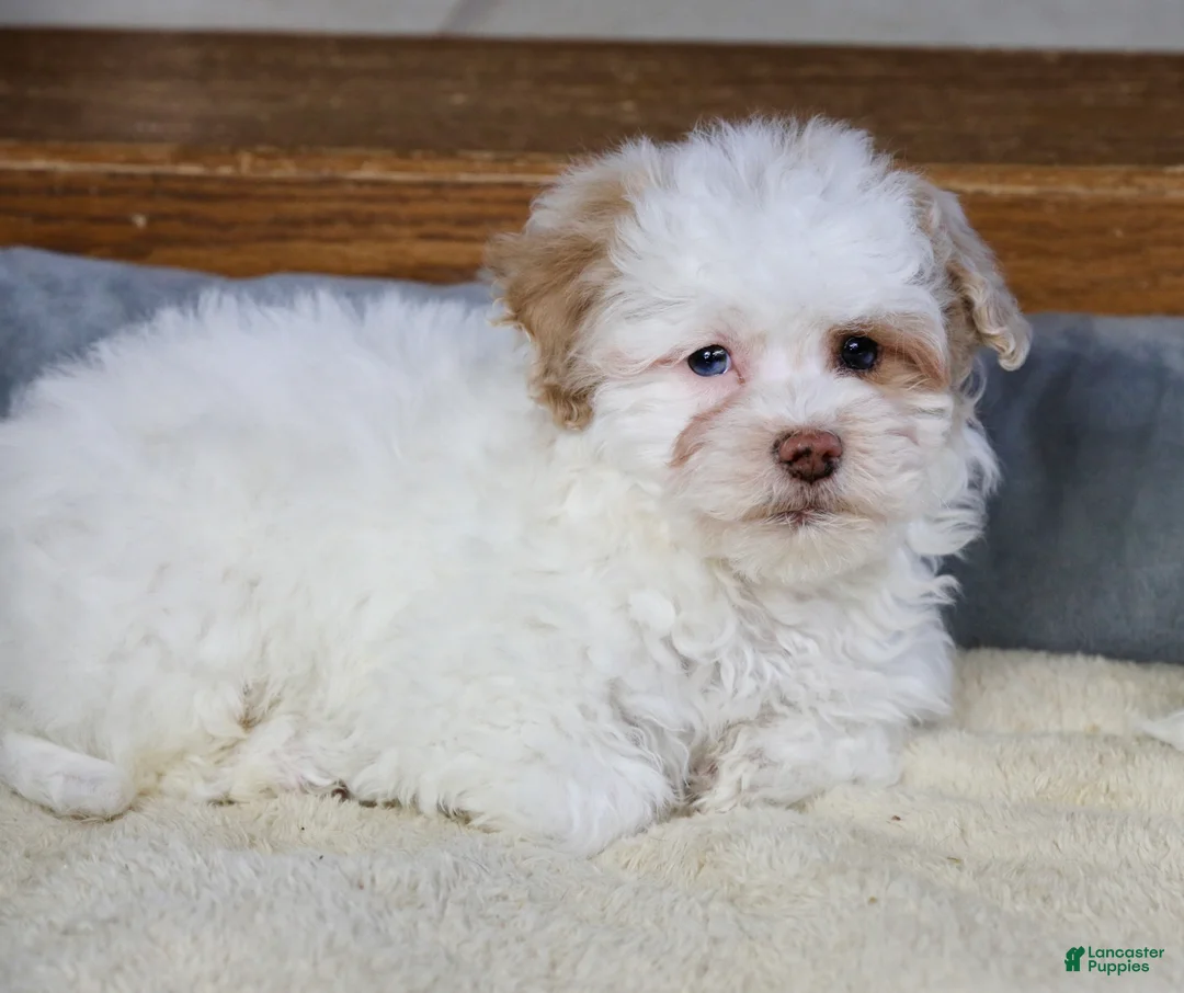 Shihpoo dogs for sale: Charlee - Ad 3