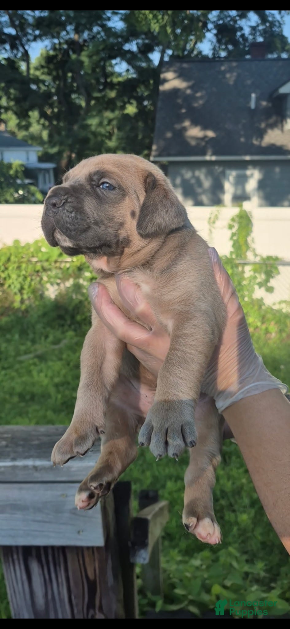 Cane Corso dogs Cane Corso 1 - Ad 1