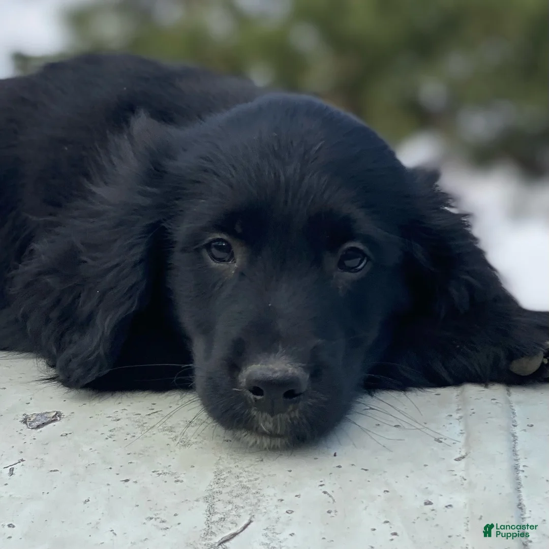 Mixed Breed dogs for sale: Max - Ad 2