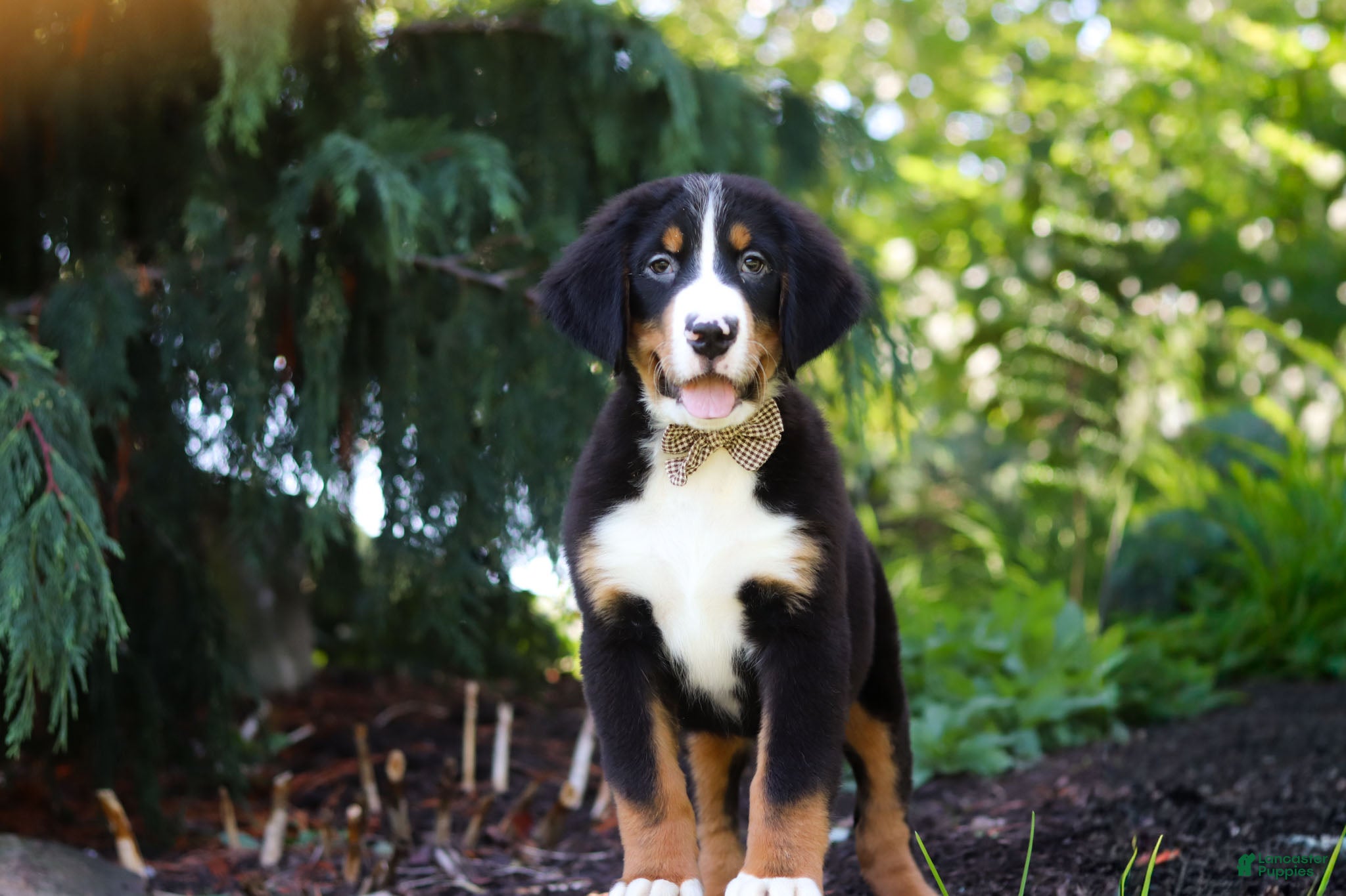 Bernese Mountain Dog dogs Bruno - Ad 1