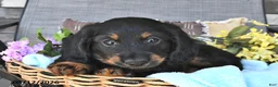 Miniature Dachshund dogs for sale: Buddy - Ad 3