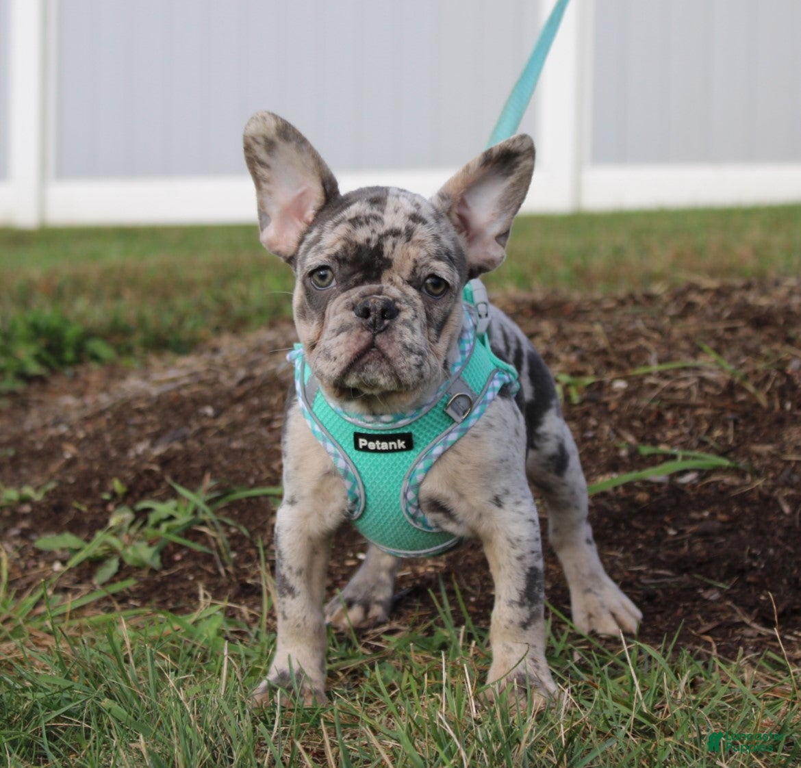 French Bulldog dogs Mia - Ad 15