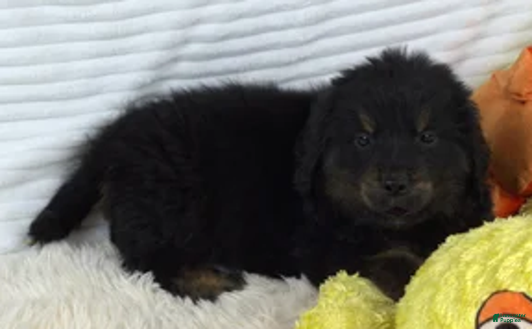Mixed Breed dogs for sale: Glacier - Ad 2