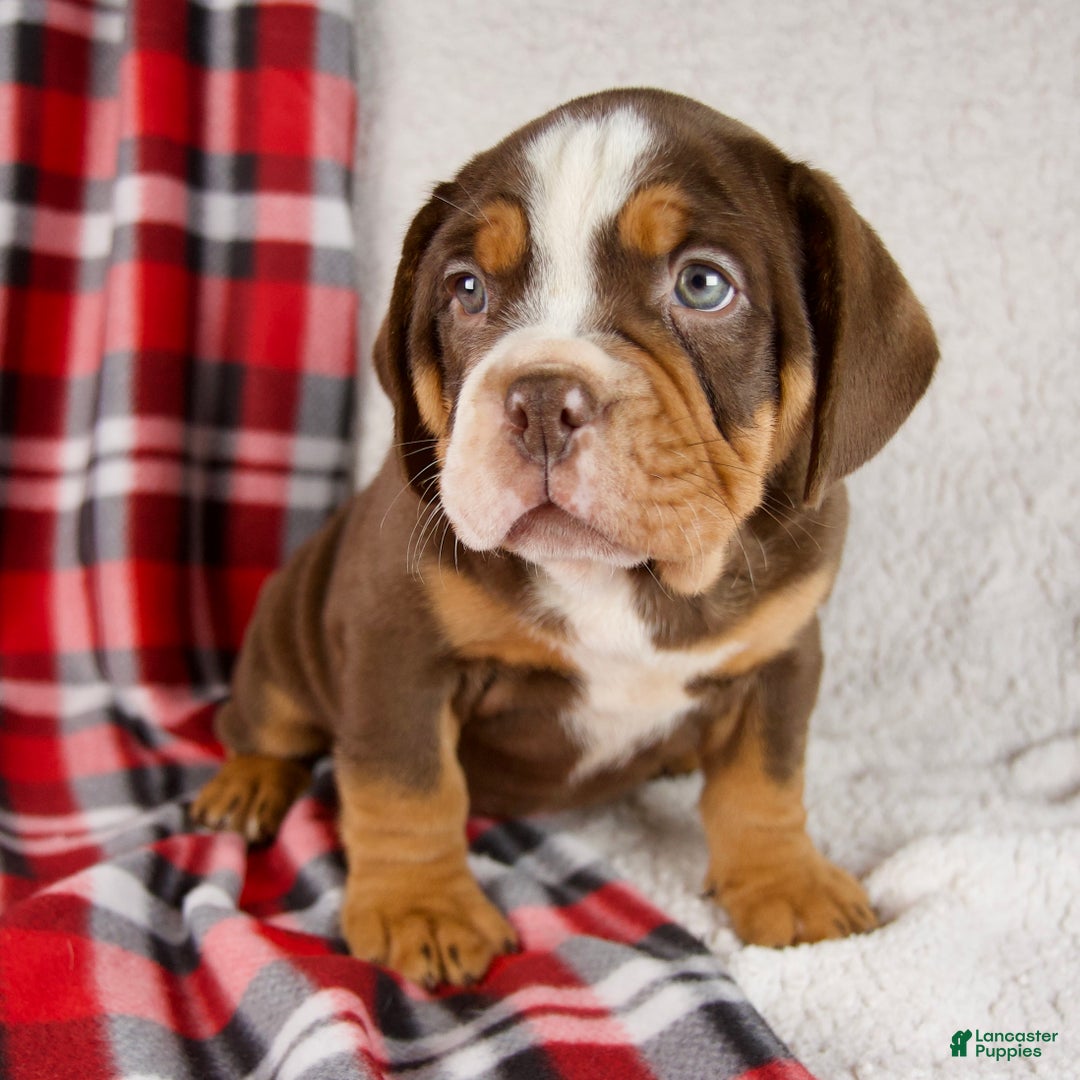 Mixed Breed dogs for sale: Fred - Ad 9