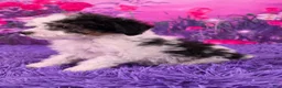 Miniature Poodle dogs for sale: Cookie - Ad 3