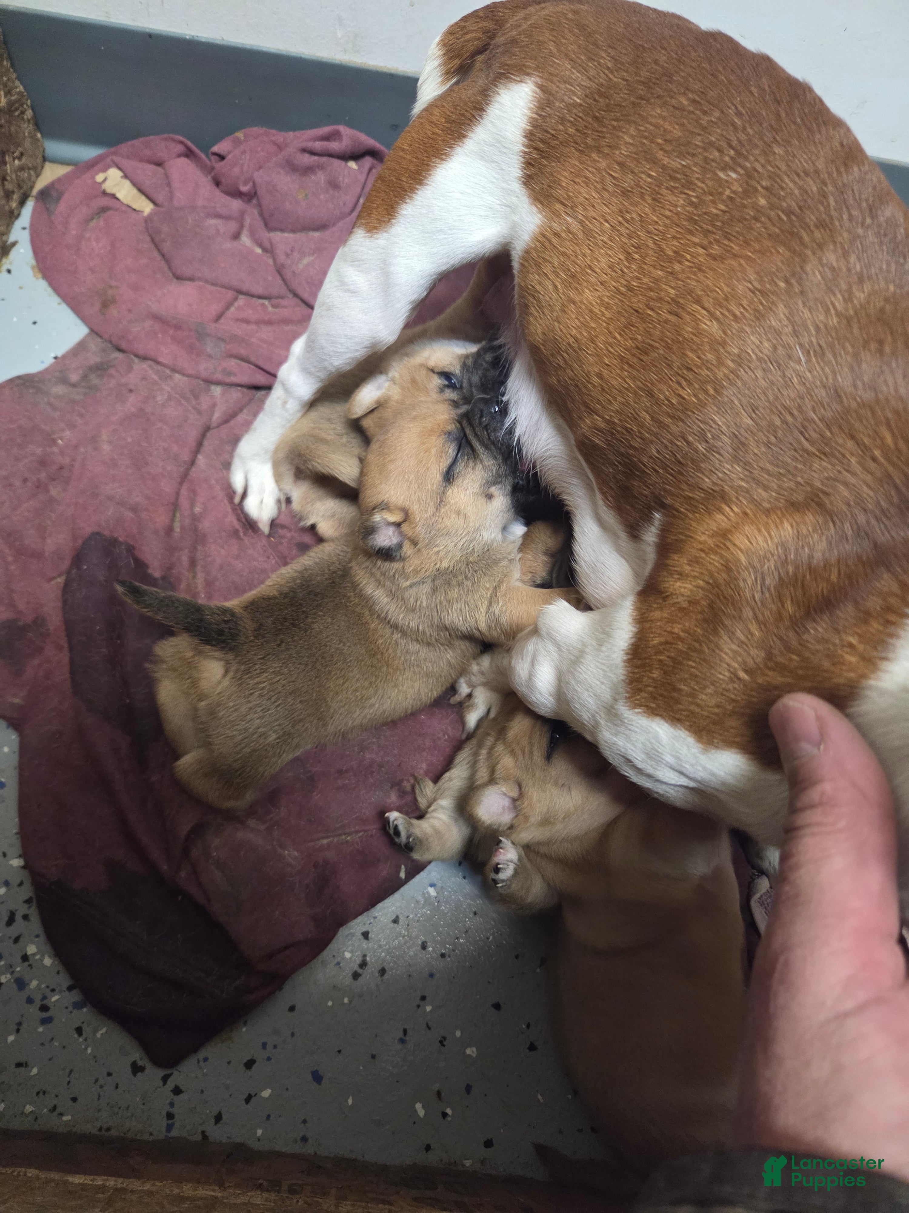 Jug dogs Jug Puppy 1 - Ad 6