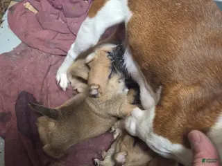 Jug dogs Jug Puppy 1 - Ad 6