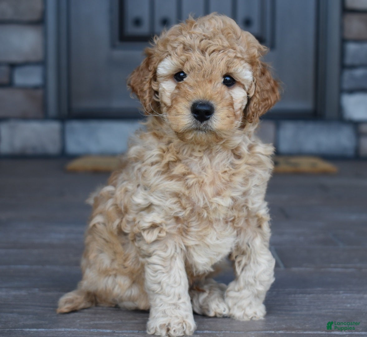 Mini Goldendoodle dogs River - Ad 1