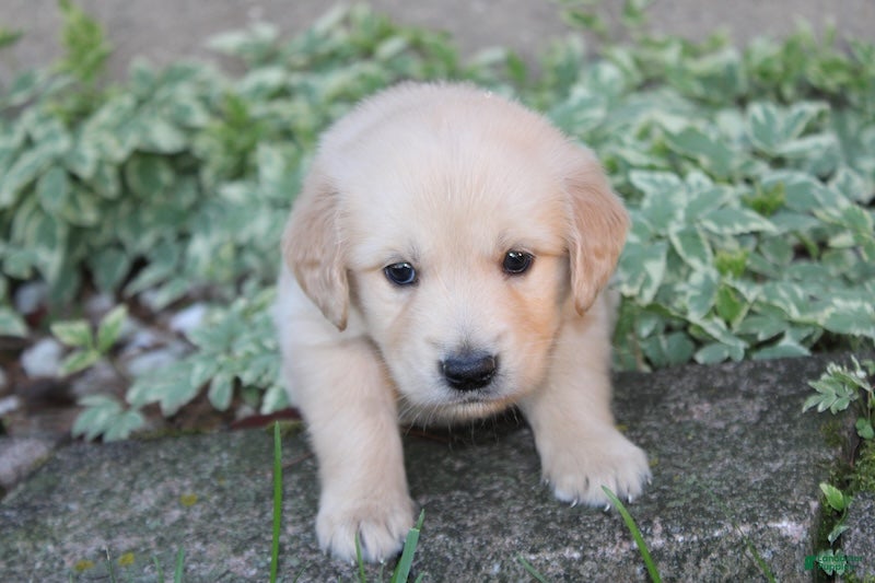 Golden Retriever dogs Sammy Golden Retriever Puppy  - Ad 1