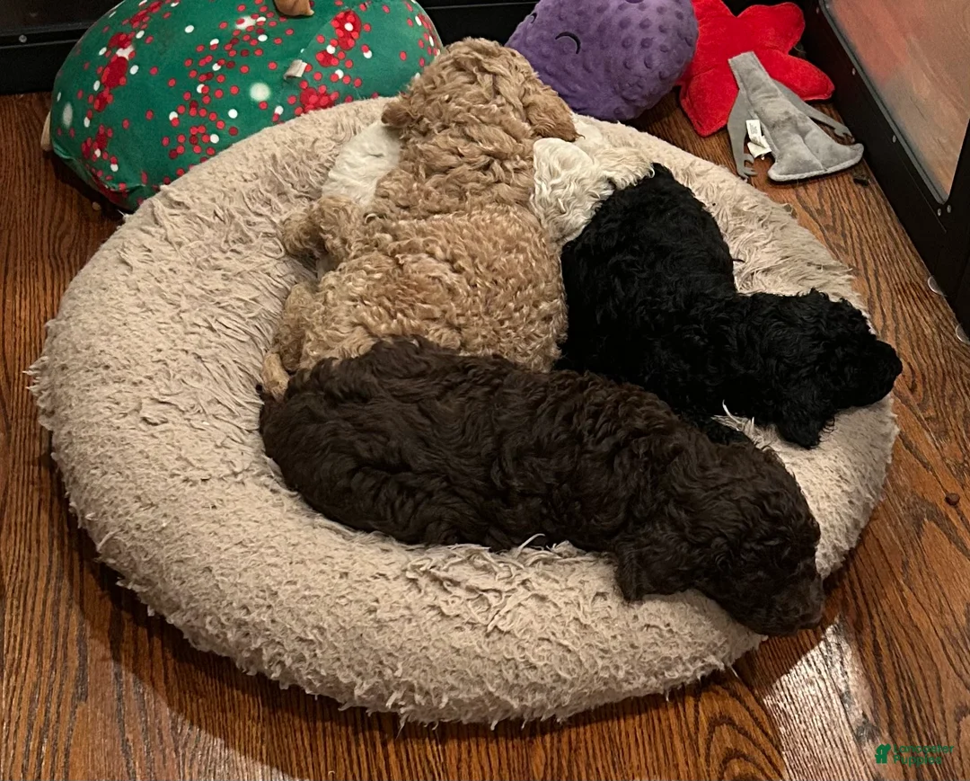 Goldendoodle dogs for sale: Mr Moose - Ad 2