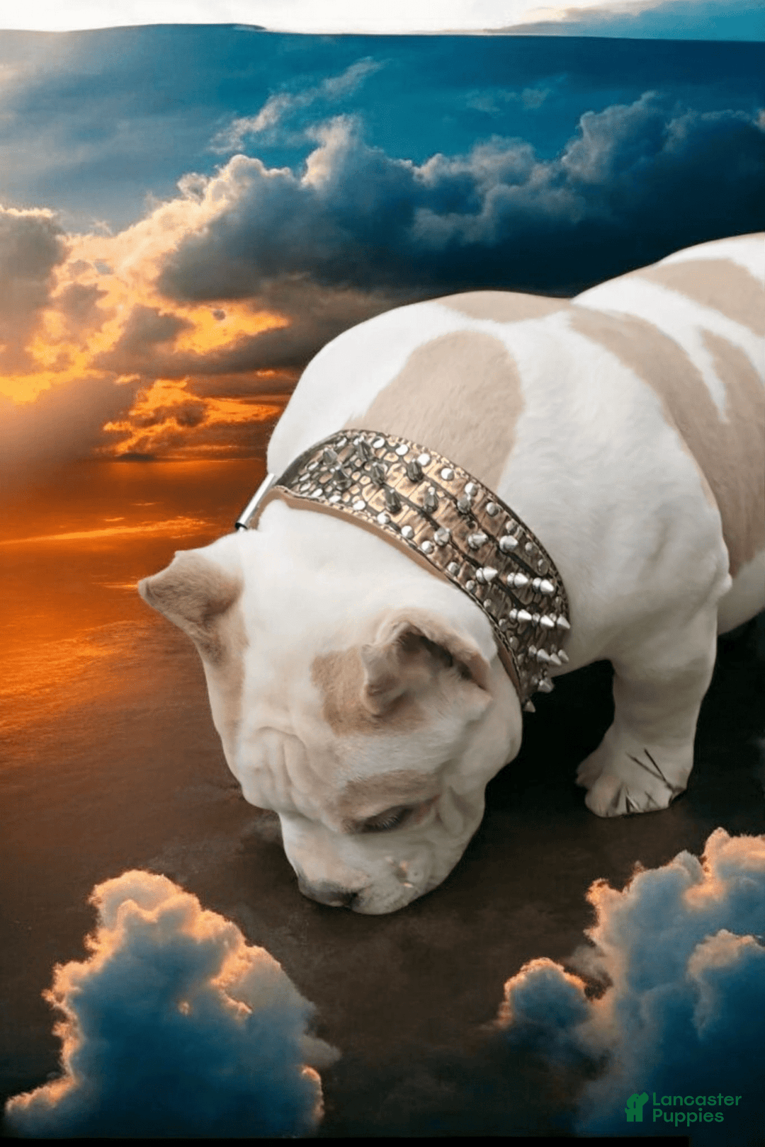 American Bully dogs for stud: American Bully 1 puppies - Ad 11