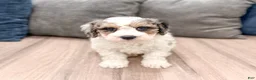 Cavapoo dogs for sale: Champ - Ad 1