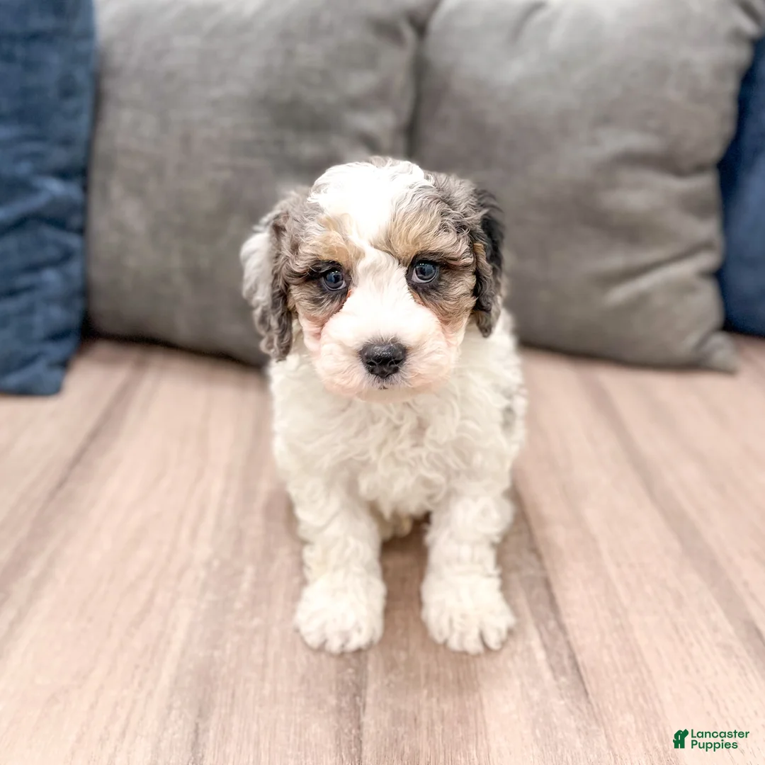 Cavapoo dogs for sale: Champ - Ad 1