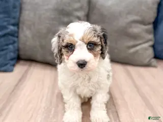 Cavapoo dogs for sale: Champ - Ad 1