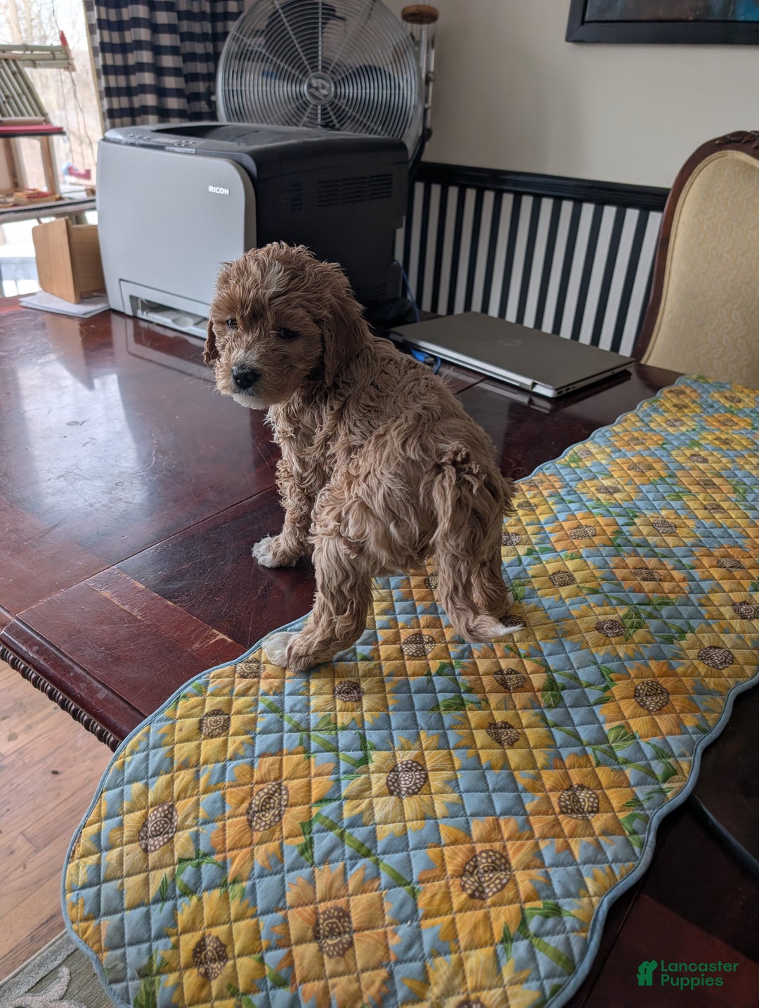 Goldendoodle dogs for sale: Cindy - Ad 5