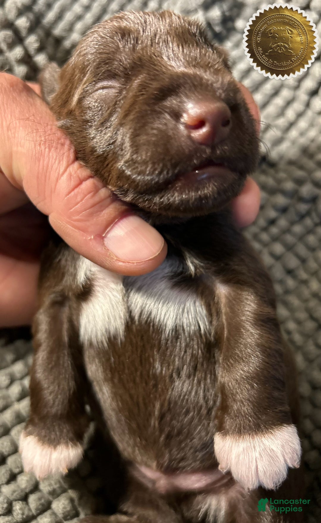 Miniature Schnauzer dogs for sale: Miniature Schnauzer Puppy 1 - Ad 8