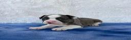 Frenchton dogs for sale: Stryker  - Ad 4