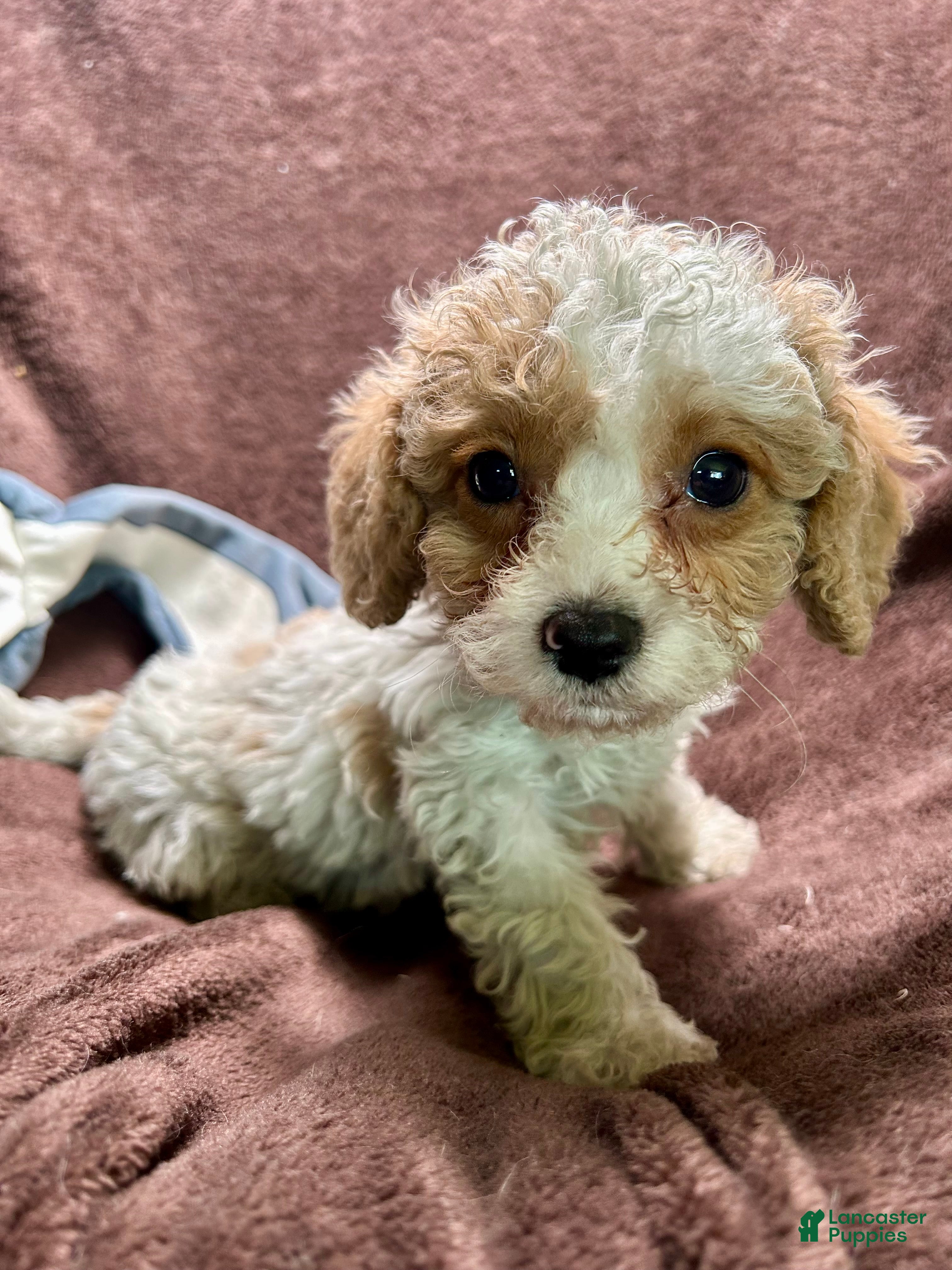 Cavapoo dogs Loki - Ad 16