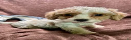 Cavapoo dogs for sale: Loki - Ad 1