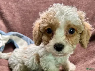 Cavapoo dogs Loki - Ad 14