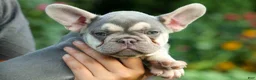 French Bulldog dogs for sale: Stella🌸 - Ad 18