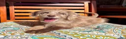 Labradoodle dogs for sale: Lilly - Ad 5