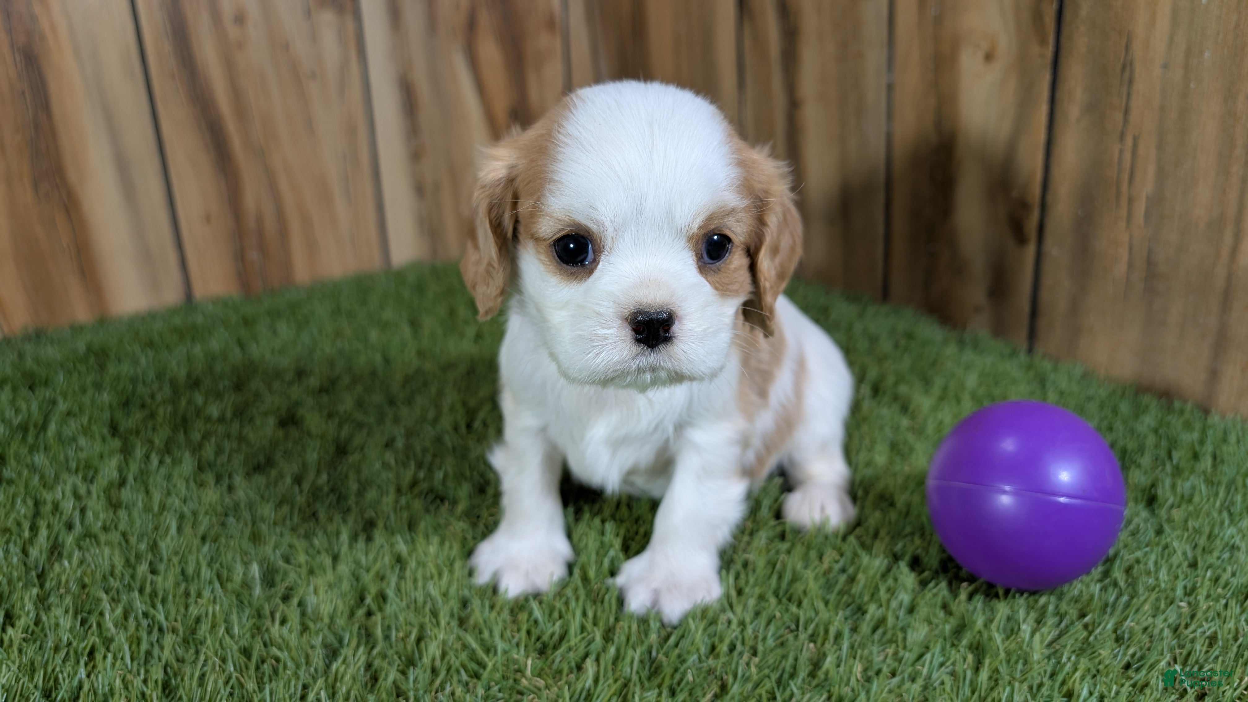 Cavalier King Charles Spaniel dogs Sally Girl 2 - Ad 22