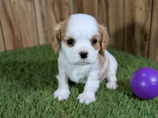 Cavalier King Charles Spaniel dogs Sally Girl 2 - Ad 21